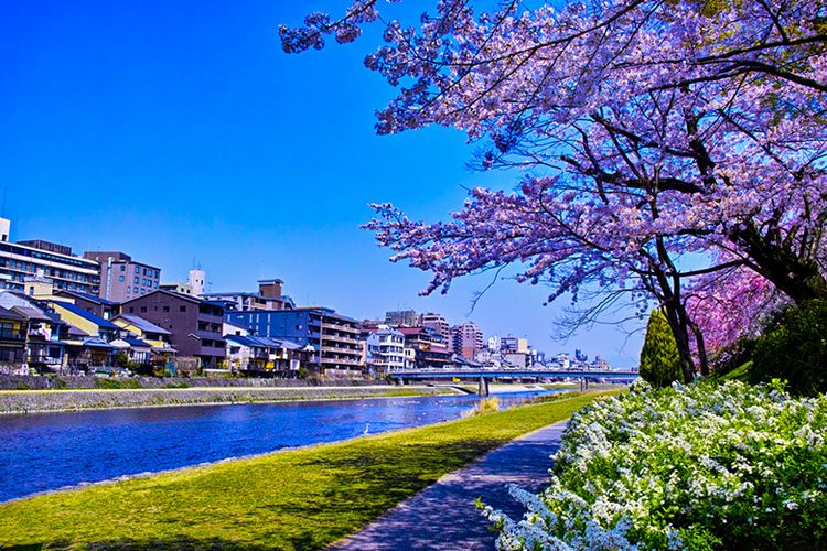 Keindahan bunga sakura yang bermekaran di tepi Sungai Kamogawa, Kyoto.