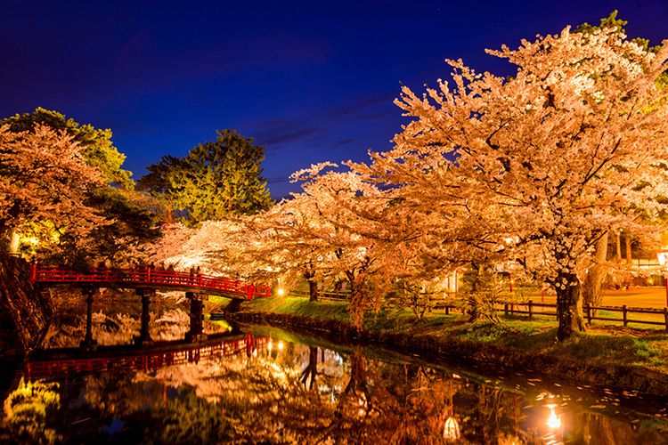 Keindahan Bunga Sakura di Taman Hirosaki, Perfektur Aomori, Jepang.