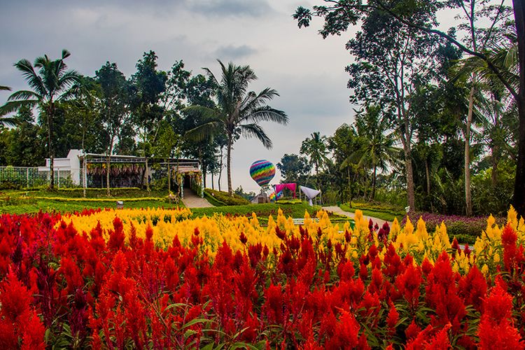 Taman Bunga Alamanda di Sleman, Yogyakarta.