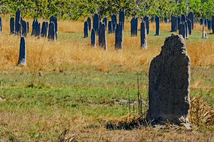 Gundukan Rayap yang Sekilas Mirip Batu Nisan di Magnetic Termite Mounds, Australia.