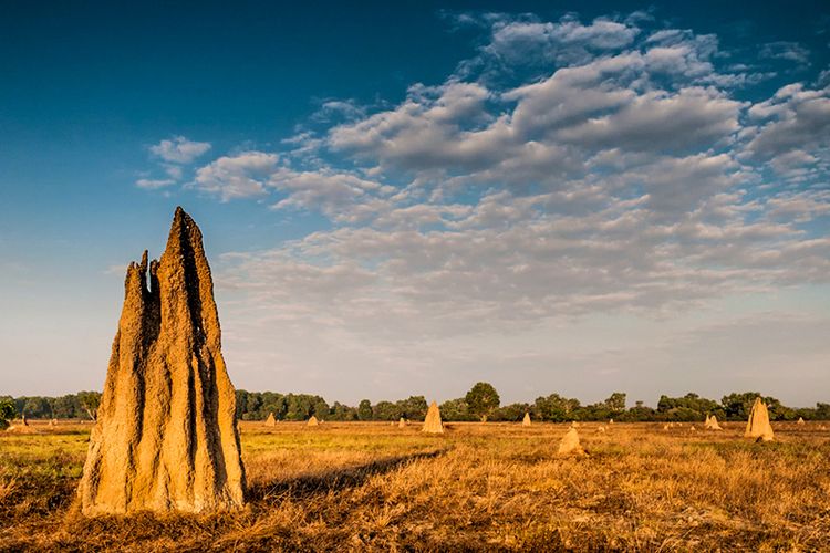 Magnetic Termite Mounds di Australia.