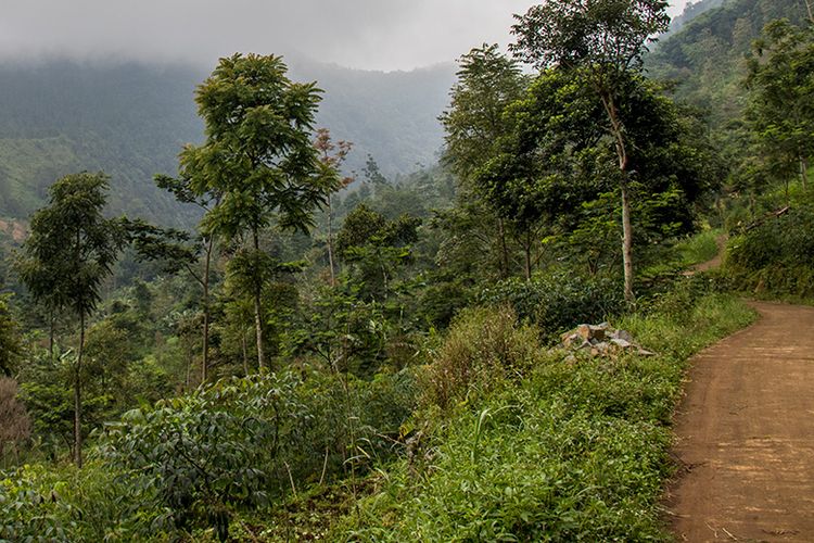 Jalan menuju Bendungan Candi Muncar Wonogiri.