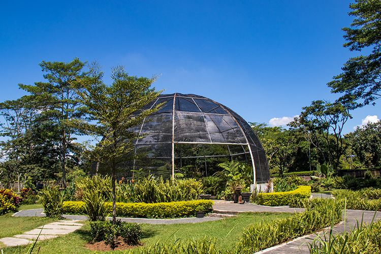 Taman paku di Kebun Raya Indrokilo, Boyolali.