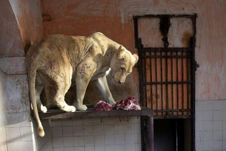 Seekor singa betina menderita penyakit kulit di Kebun Binatang Karachi di Pakistan. (AFP/Rizwan Tabassum)