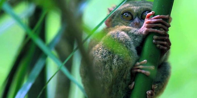 Tarsius di Sulawesi Utara merupakan primata terkecil di dunia.