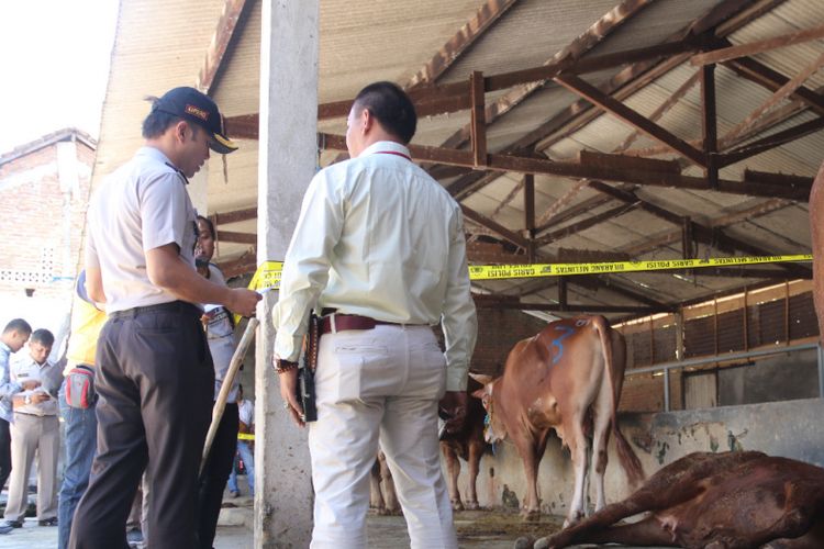 Nampak sapi yang digelonggong terkapar di kandang sapi milik AM (19), warga Dusun Ngadirejo, Kelurahan Karangtengah, Kecamatan Ngawi, Kabupaten Ngawi, Jawa Timur, Kamis (2/8/2018). 