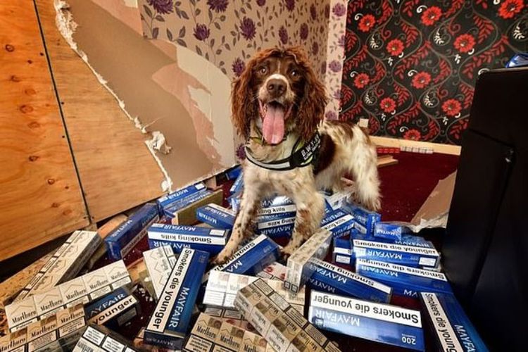 Scamp, anjing jenis Springer Spaniel yang berhasil mengungkap kasus rokok dan tembakau ilegal senilai lebih dari 6 juta poundsterling. (Wales News Service via Daily Mail)