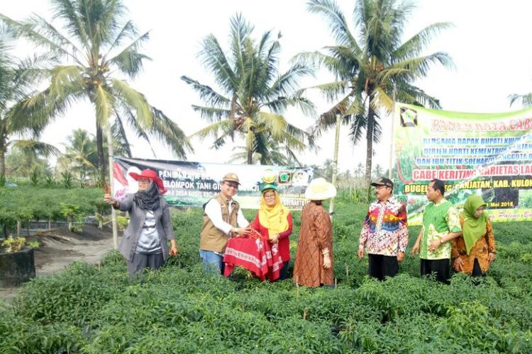 Panen raya cabai keriting di Kabupaten Kulon Progo, Daerah Istimewa Yogyakarta, Sabtu (12/5/2018). Hasil panen cabai dari Kulon Progo akan dipasok ke Jabodetabek dan Sumatera.