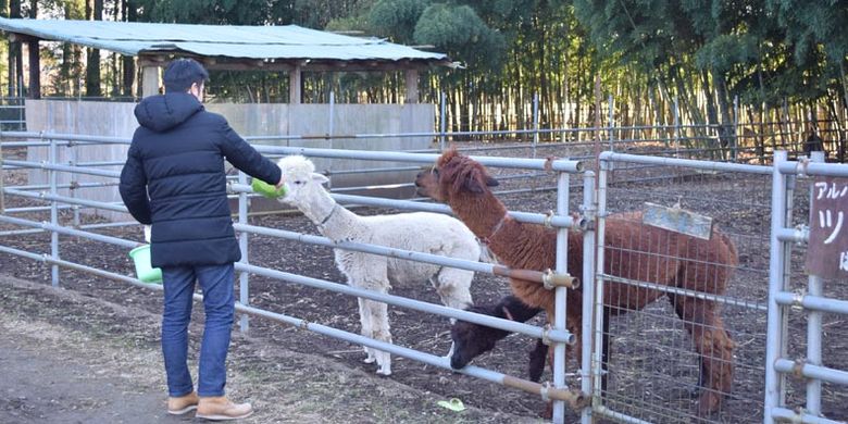 Tidak hanya burung unta, di Dacho Oukoku (kerajaan burung unta), Jepang, ini juga ada area bernama Minami no Makiba di mana wisatawan dapat bermain dengan lebih dari 50 jenis hewan seperti kanguru dan kuda poni. 