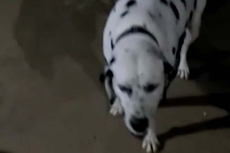 Anjing Dalmatian bernama Tyson ini mendekat setelah menggigit ular kobra yang mencoba masuk ke rumah majikannya. Sayangnya, dia kemudian roboh dan mati setengah jam kemudian.