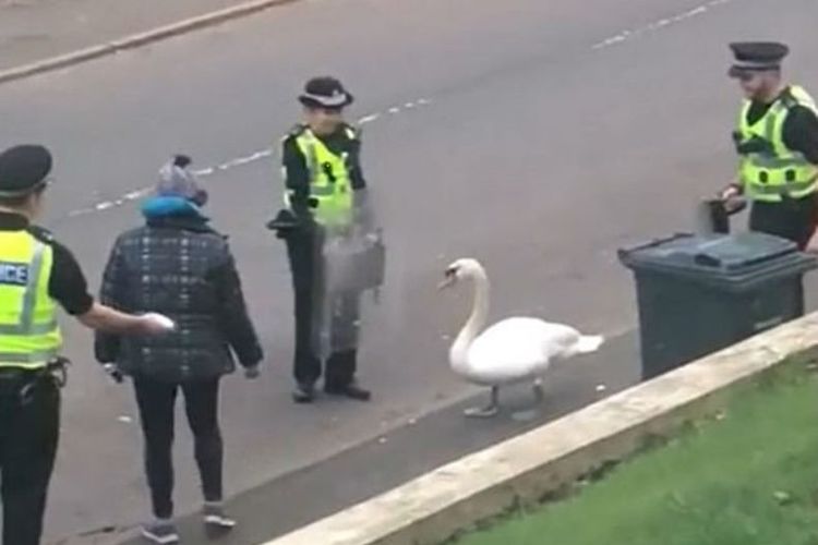 Polisi Skotlandia menggiring seekor angsa di jalan untuk menuju habitatnya dengan memakai tameng dan roti. (Daily Mail)