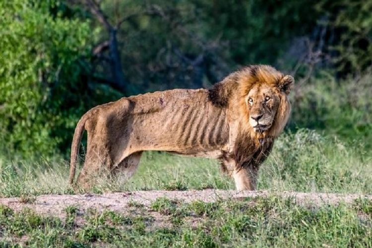 Inilah Skybed Scar, seekor singa jantan yang tinggal di taman nasional Afrika Selatan. Singa ini mati kurus setelah dilaporkan terdepak dari kawanannya.