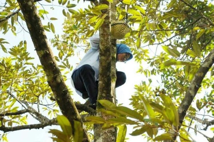Foto Bupati Lebak Iti Octavia Jayabaya ramai diperbincangkan di media sosial. Foto itu menunjukkan Iti sedang memanjat pohon durian.