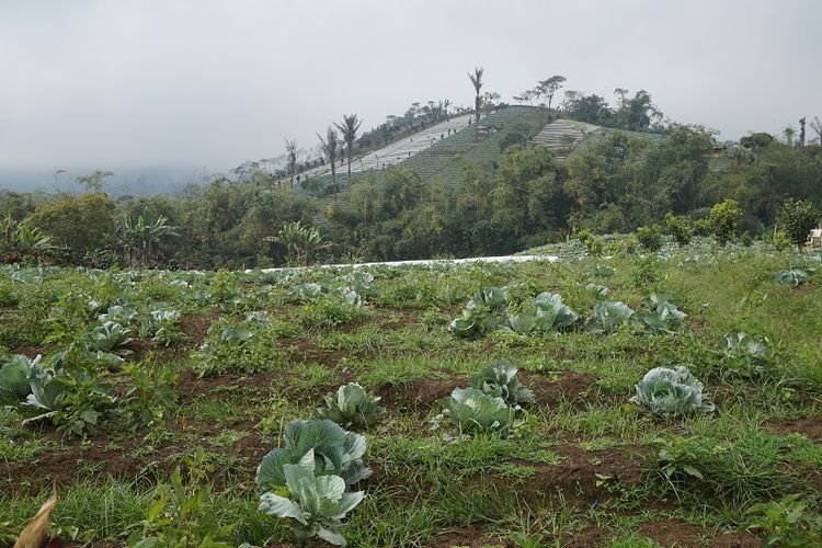 Perbukitan dengan tanah yang subur merupakan mayoritas lansekap yang bisa Anda temui di Desa Sumber Urip. Tak heran, hasil perkebunan desa ini begitu melimpah.