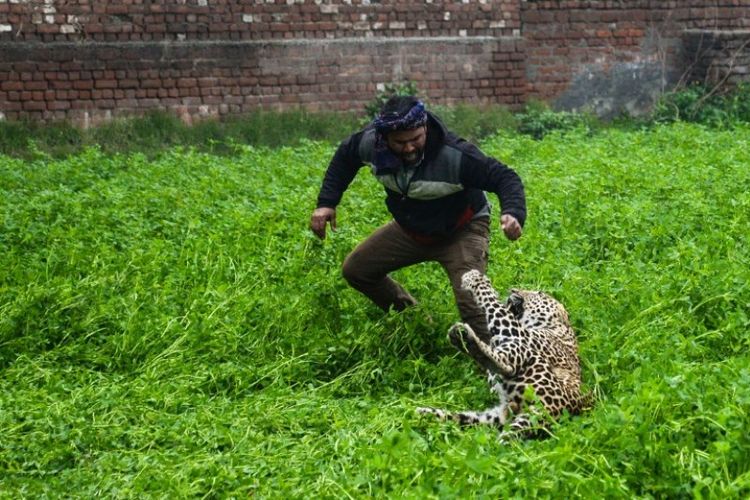 Seekor macan tutul menyerang seorang pria di daerah Lamba Pind di Jalandhar, India, Kamis (31/1/2018). (AFP/SHAMMI MEHRA)