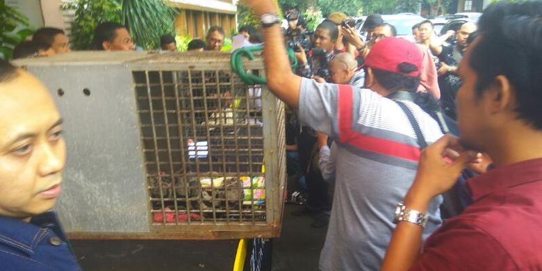 Polda Metro Jaya merilis kasus penangkapan seorang pengusaha yang memelihara satwa langka dilindungi di Mapolda Metro Jaya, Selasa (4/4/2017).