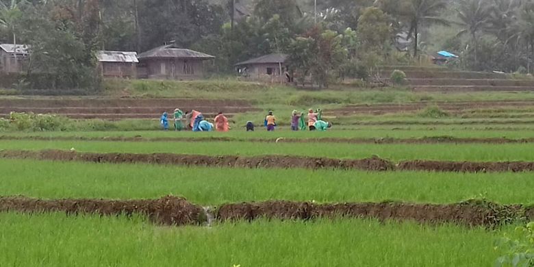 Suasana pedesaan di Kecamatan Elar, Kabupaten Manggarai Timur, Flores, NTT, Senin (29/1/2018).