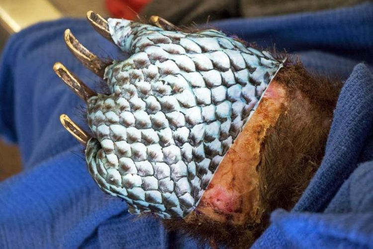 Cakar seekor beruang korban kebakaran di selatan California yang ditutup dengan kulit ikan dari jenis Tilapia.