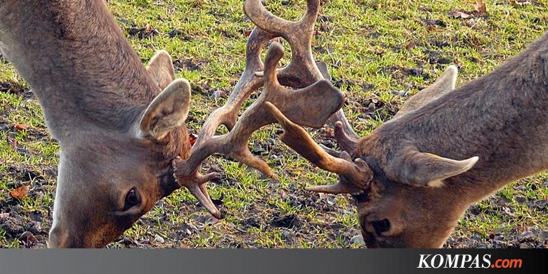 Ternyata Tanduk Rusa Berasal Dari Sel Cancer Tulang