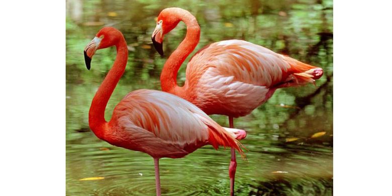 Flamingo yang berdiri dengan satu kaki