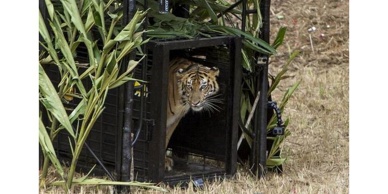 Kisah Mulli, Harimau Remaja yang Baru Kembali ke Alam Liar 