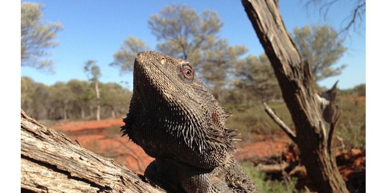 Janin dalam telur kadal bearded dragon bisa mengganti kelamin dari jantan menjadi betina pada suhu 32 derajat Celsius lebih.