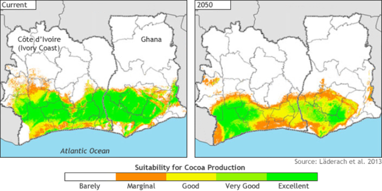 Grafik kebun kakao, tahun 2050 tanaman kakao terancam punah karena perubahan iklim.