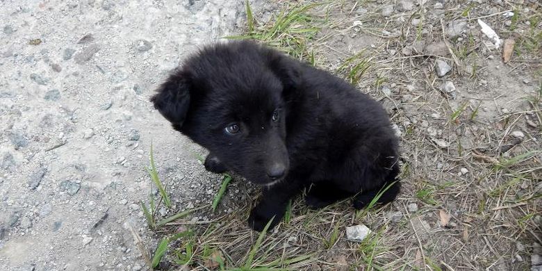 Anak anjing yang hidup di kawasan Chernobyl, Ukraina. (Solo East via The Guardian)