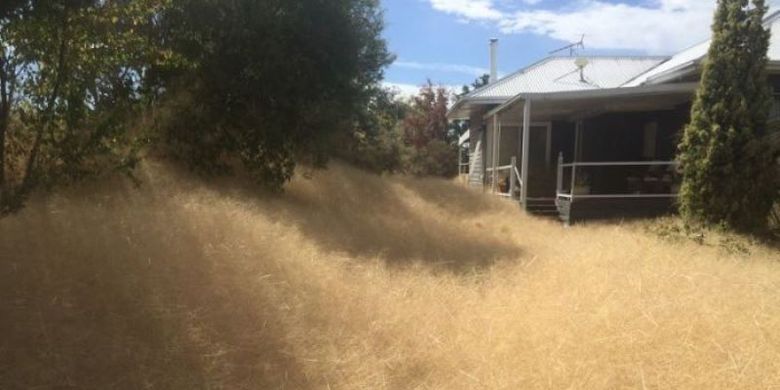 Sebuah rumah di timur laut Victoria telah dibanjiri oleh gulma hairy panic. (Leanne Gloury via Australia Plus)