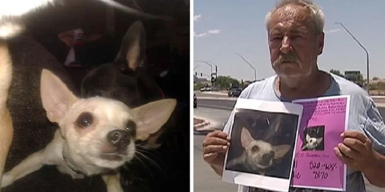 Seorang pria di Tucson bernama Eddie Collins ketika membawa poster berisi pesan untuk mencari anjing peliharaannya yang hilang. Demi membawa anjingnya itu, Collins menawarkan rumah dan tanahnya.