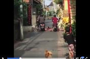 Viral, Wisatawan Asing Berjemur di Jalan di Bali dan Dilindas Pemotor