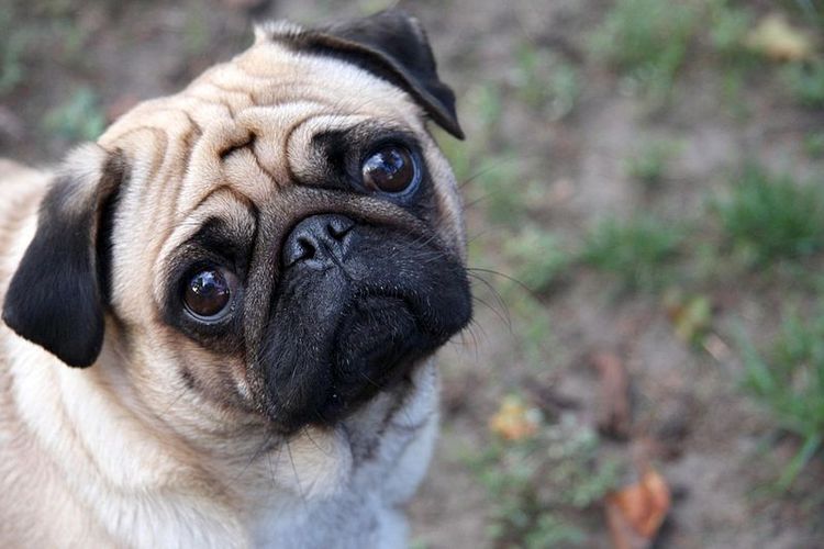 Anjing Pug Punya Masalah Dalam Berjalan Sains Jelaskan