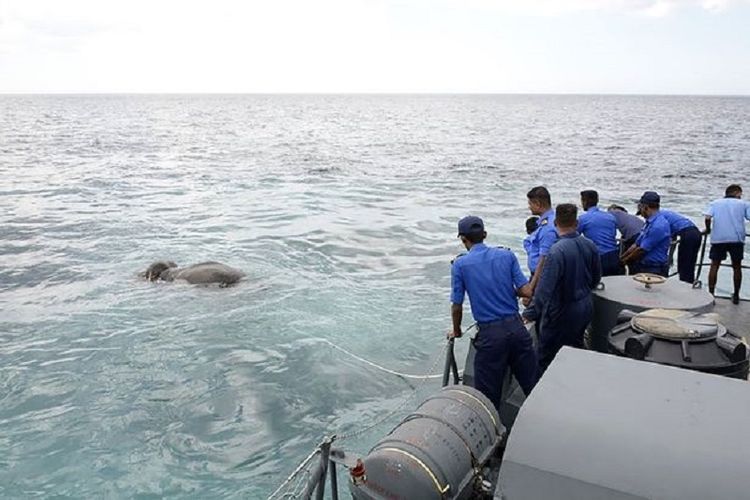 Gajah diselamatkan dari laut di Sri Lanka