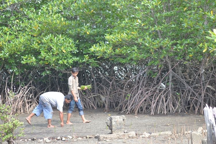 Anto menanam biji bakau bersama seorang mahasiswa rekannya di lokasi Pelabuhan Pulau Baai Kota Bengkulu