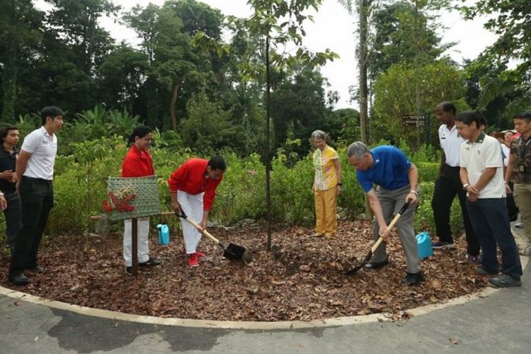 Presiden Indonesia Joko Widodo dan Perdana Menteri Singapura menanam menanam pohon Oak Sunda Mempening, Pasang Batu  yang dilabeli sebagai “Rising Tree” di Kebun Raya Singapura, Kamis pagi (7/9)