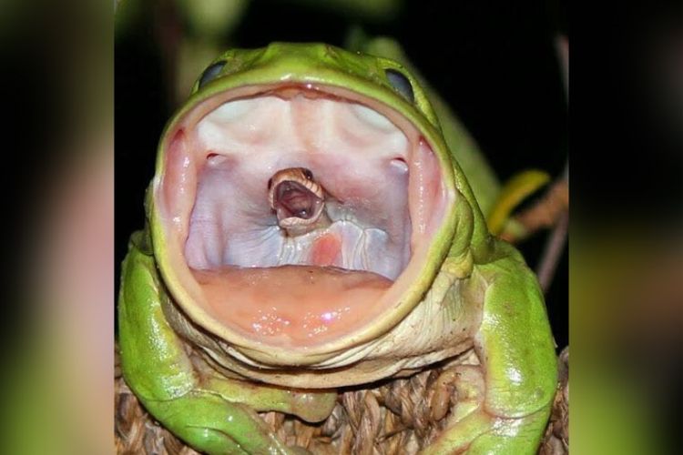 Katak hijau asal Australia tertangkap memangsa ular