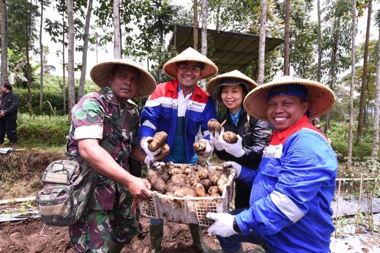 GM Pertamina Geotermal Energi (PGE) Area Kamojang Wawan Darmawan bersama tim CSR Pertamina melakukan panen perdana kentang bersama petani binaan Pertamina