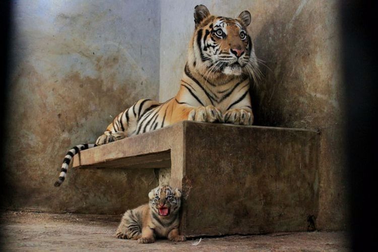 Bayi harimau Lusi (bawah) saat masih hidup.