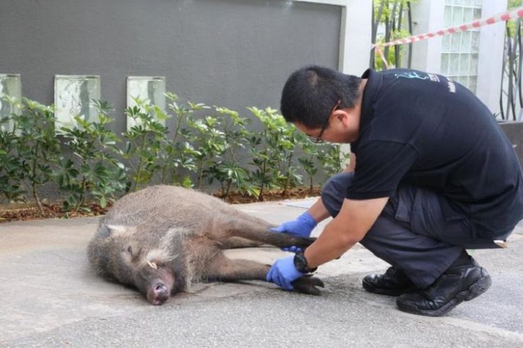 Terlihat di foto seekor babi hutan yang mati setelah ditabrak sebuah bus. Babi hutan itu sebelumnya menyerang seorang pria di kawasan Hillview, sisi utara Singapura, Kamis (19/10/2017)