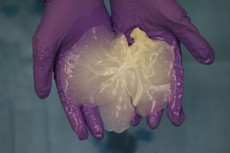 Organ donor yang diciptakan dari hati babi