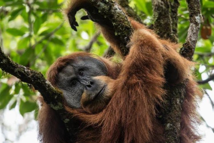 Orangutan Batang Toru atau Tapanuli lebih dekat hubungannya dengan Orangutan Kalimantan daripada Orangutan Sumatera. Mereka hidup di sebuah hutan terisolasi yang ada di pegunungan Sumatera. Artikel ini telah tayang di Kompas.com dengan judul 