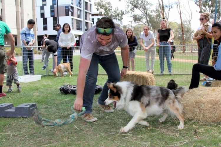 Kebun binatang peliharaan di Universitas Canberra, Australia. (ABC News)