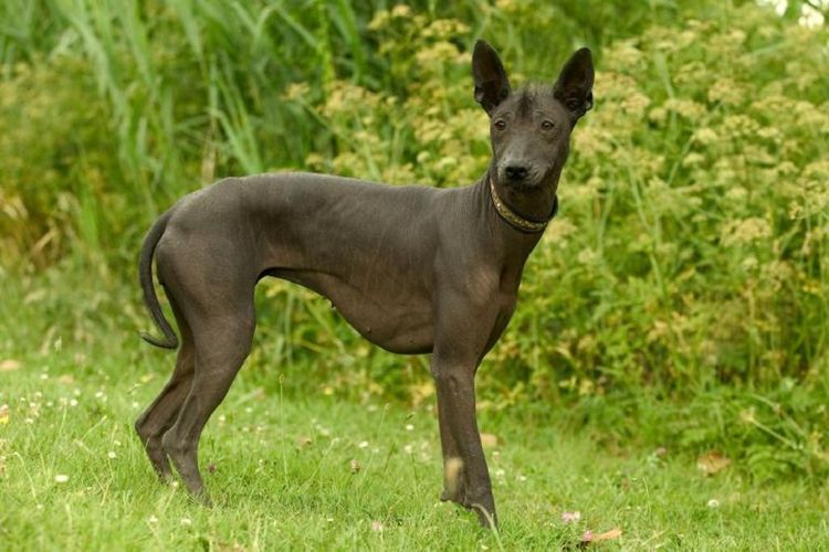 Anjing tak berbulu dari Meksiko memiliki nama Xoloitzcuintli. Namanya diambil dari bahasa Aztec.  Xolotl artinya dewa petir dan kematian, dan itzcuintli artinya anjing.