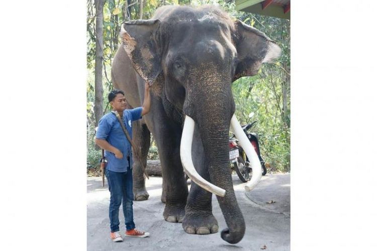 Gajah terkenal bernama Ekasit bersama seorang pawang di Kebun Binatang Chiang Mai.