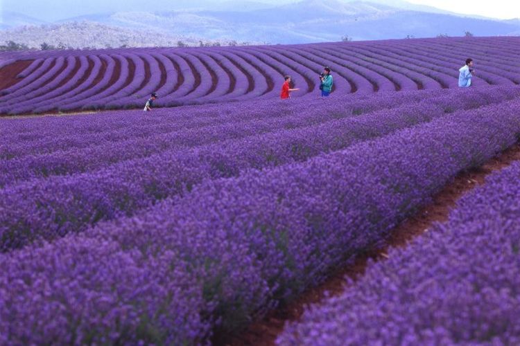 Beginilah indahnya lahan perkebunan milik Bridestowe Lavender Estate, Tasmania di saat bunga-bunga lavender bermekaran di bulan Januari. 