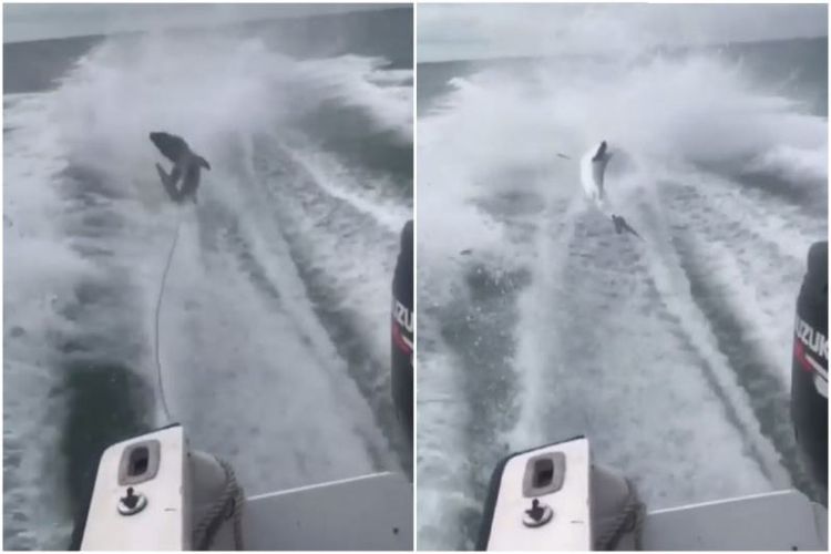 Seekor hiu sirip hitam diseret dengan speedboat di Florida, Amerika Serikat. (Straits Times)