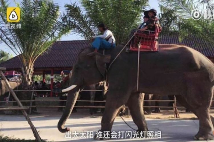 Pemandu wisata China berusia 35 tahun terbunuh oleh seekor gajah yang menyerang sekelompok turis di Thailand. (Straits Times)