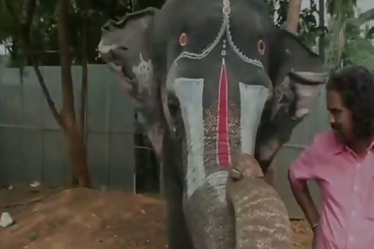 Andaal, seekor gajah betina di Tamil Nadu, India, ternyata pandai memainkan harmonika.