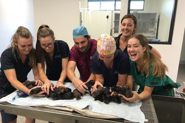 Dokter hewan Aaron Raney (tengah) dan stafnya bersama dengan 18 ekor anak anjing yang dilahirkan lewat operasi sesar dari induknya bernama Sassy. (West Coast Veterinary Clinic/Perthnow)