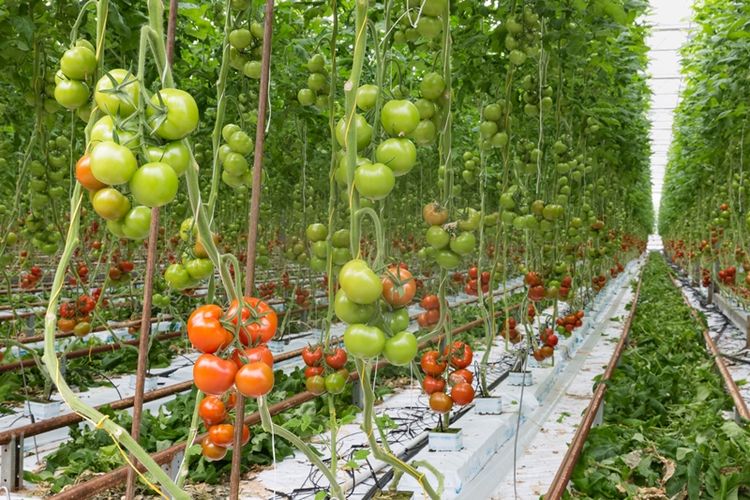 Deretan tanaman tomat di sebuah rumah kaca di Belanda. Negeri kecil itu kini merupakan pengekspor utama tomat di dunia.